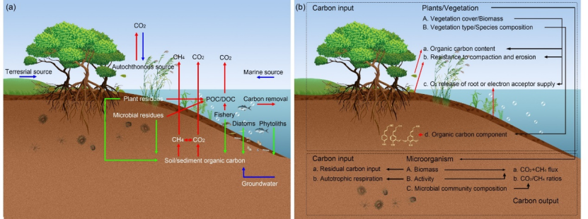 Organic Blue Carbon Sequestration In Vegetated Coastal Wetlands